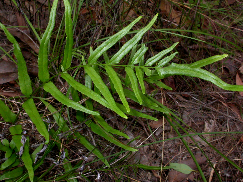 Lindsaea ensifolia