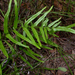 Lindsaea ensifolia - Photo (c) Pete Woodall, osa oikeuksista pidätetään (CC BY-NC), lähettänyt Pete Woodall