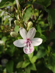 Pseuderanthemum maculatum
