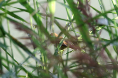 Helopsaltes certhiola