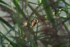 Helopsaltes certhiola