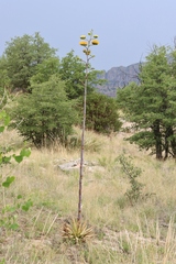 Agave chrysantha