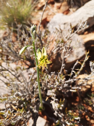 Albuca pearsonii