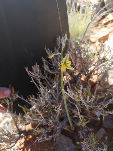 Albuca pearsonii