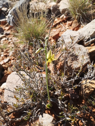 Albuca pearsonii