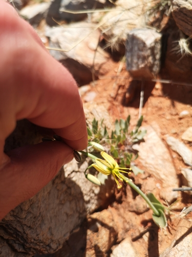 Albuca pearsonii
