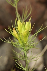 Cordylanthus wrightii