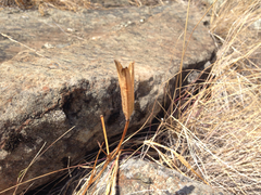 Calochortus tiburonensis