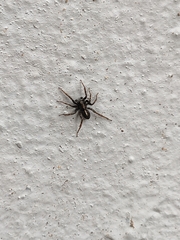 Artoriinae
