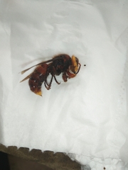 Vespa fumida