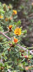 Pultenaea tenuifolia