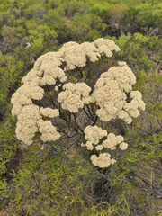 Verticordia polytricha