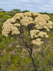 Verticordia polytricha