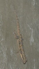 Hemidactylus platyurus