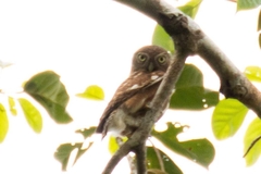 Glaucidium cuculoides deignani