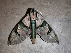 Eumorpha capronnieri