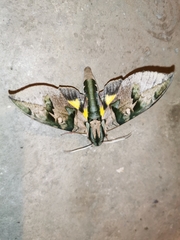 Eumorpha capronnieri