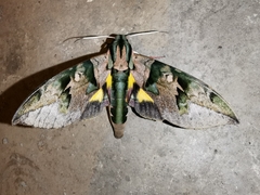 Eumorpha capronnieri