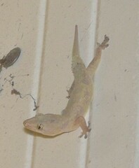 Hemidactylus frenatus