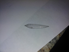 Eremochrysa punctinervis