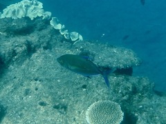 Carangoides