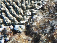 Halichoeres marginatus