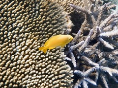 Pomacentrus moluccensis