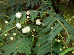 Acacia oshanesii