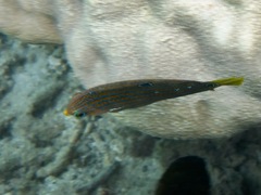 Halichoeres marginatus