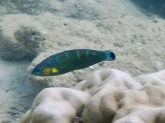 Halichoeres melanurus