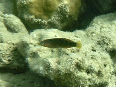 Halichoeres marginatus