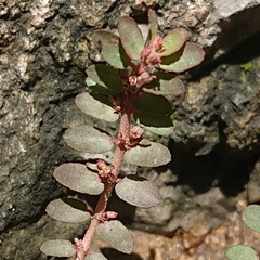 Euphorbia