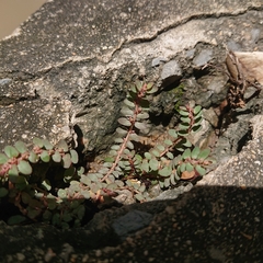 Euphorbia