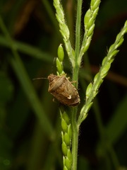 Moromorpha tetra