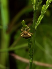 Moromorpha tetra