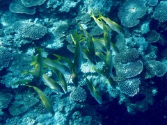 Mulloidichthys vanicolensis