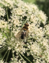 Leucozona glaucia