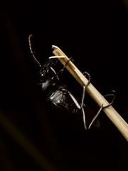 Calosoma peregrinator