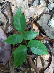 Tetrastigma hemsleyanum