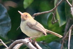 Orthotomus sepium