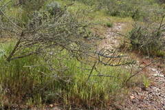 Aspalathus acanthophylla