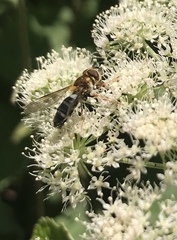 Leucozona glaucia