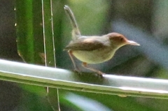 Orthotomus sepium