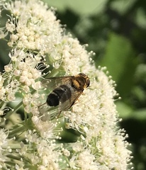 Leucozona glaucia