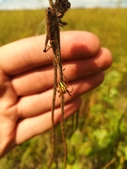 Neoscona adianta