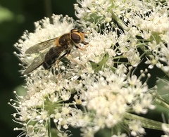 Leucozona glaucia
