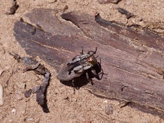 Chrysobothris quadrilineata