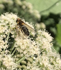 Leucozona glaucia