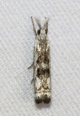 Microcrambus kimballi