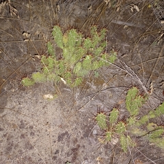 Opuntia fragilis